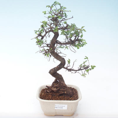 Pokojová bonsai - Ulmus parvifolia - Malolistý jilm PB2191899 - 1