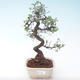 Pokojová bonsai - Ulmus parvifolia - Malolistý jilm PB2191899 - 1/3