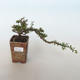Venkovní bonsai-Cotoneaster horizontalis-Skalník - 1/3