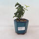 Venkovní bonsai  Acer palmatum - Javor dlanitolistý - 1/4