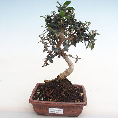 Pokojová bonsai - Olea europaea sylvestris -Oliva evropská drobnolistá PB2201281 - 1