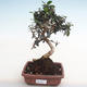 Pokojová bonsai - Olea europaea sylvestris -Oliva evropská drobnolistá PB2201281 - 1/5