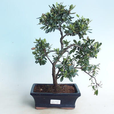 Venkovní bonsai - Rhododendron sp. - Azalka růžová - 1
