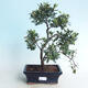 Venkovní bonsai - Rhododendron sp. - Azalka růžová - 1/4