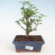 Pokojová bonsai - Zantoxylum piperitum - pepřovník - 1/4