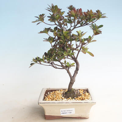 Venkovní bonsai - Rhododendron sp. - Azalka růžová - 1