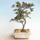 Venkovní bonsai - Rhododendron sp. - Azalka růžová - 1/4