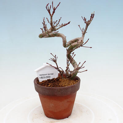 Venkovní bonsai  Acer palmatum - Javor dlanitolistý - 1