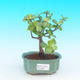 Pokojová bonsai - Portulakárie africká PB215902 - 1/2