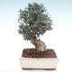 Pokojová bonsai - Olea europaea sylvestris -Oliva evropská drobnolistá PB2192036 - 1/6