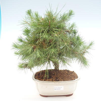 Pokojová bonsai-Pinus halepensis-Borovice alepská PB2192038