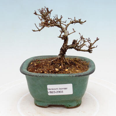 Venkovní bonsai - Ligustrum obtusifolium - Ptačí zob tupolistý - 1