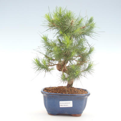 Pokojová bonsai-Pinus halepensis-Borovice alepská PB2192045