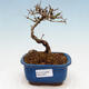 Venkovní bonsai - Ligustrum obtusifolium - Ptačí zob tupolistý - 1/5