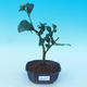 Pokojová bonsai-Camellia euphlebia-Kamélie - 1/2