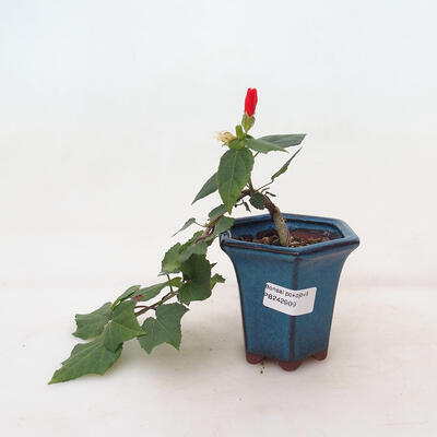 Pokojová bonsai - Malvaviscus arboreus - ibiškovec dřevnatý - 1