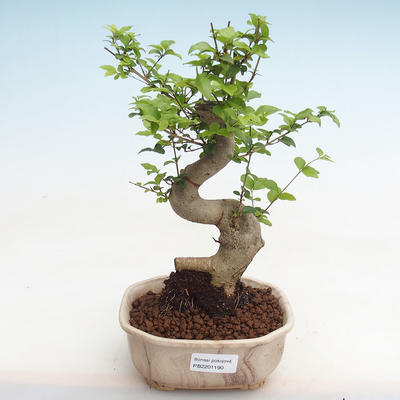 Pokojová bonsai -Ligustrum chinensis - Ptačí zob PB2201190