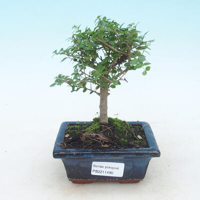 Pokojová bonsai -Ligustrum retusa - malolistý ptačí zob - 1