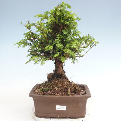 Venkovní bonsai - Taxus bacata  - Tis červený - 1