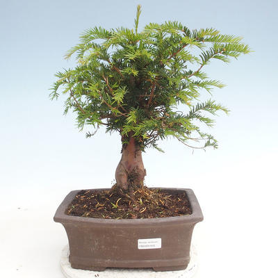 Venkovní bonsai - Taxus bacata  - Tis červený - 1