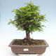 Venkovní bonsai - Taxus bacata  - Tis červený - 1/3