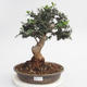 Pokojová bonsai - Olea europaea sylvestris -Oliva evropská drobnolistá - 1/4