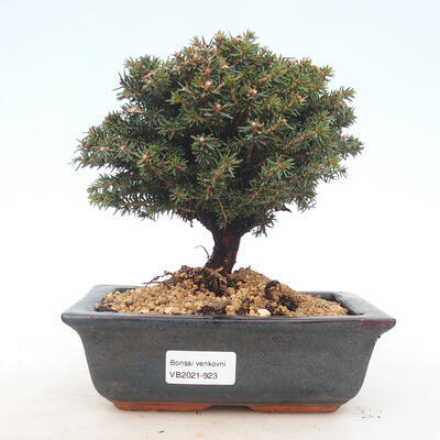 Venkovní bonsai - Picea abies Little Gem - smrk