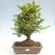 Venkovní bonsai - Taxus bacata  - Tis červený - 1/3