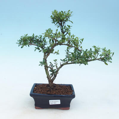 Pokojová bonsai - Ilex crenata - Cesmína - 1