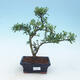 Pokojová bonsai - Ilex crenata - Cesmína - 1/2