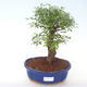 Pokojová bonsai - Ulmus parvifolia - Malolistý jilm PB2191924 - 1/3