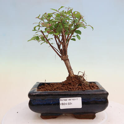 Venkovní bonsai - Symphoricarpos Magic Berry - Pámelník