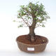 Pokojová bonsai - Ulmus parvifolia - Malolistý jilm PB2191925 - 1/3