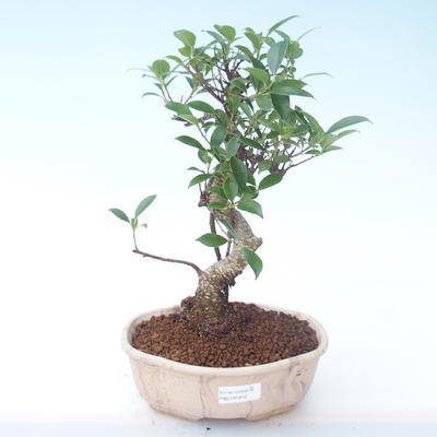 Pokojová bonsai - Ficus retusa -  malolistý fíkus PB2191912 - 1