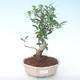 Pokojová bonsai - Ficus retusa -  malolistý fíkus PB2191912 - 1/2