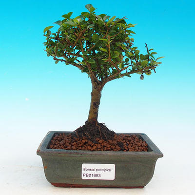 Pokojová bonsai -Ligustrum retusa - malolistý ptačí zob PB21693 - 1