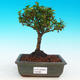 Pokojová bonsai -Ligustrum retusa - malolistý ptačí zob PB21693 - 1/3