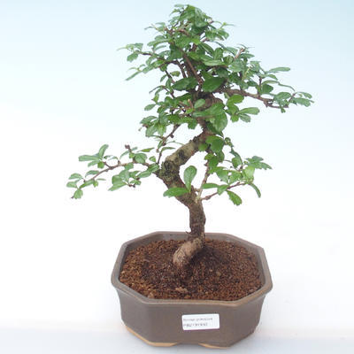 Pokojová bonsai - Carmona macrophylla - Čaj fuki PB2191930 - 1