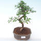 Pokojová bonsai - Carmona macrophylla - Čaj fuki PB2191930 - 1/5