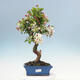 Venkovní bonsai -Malus halliana - Maloplodá jabloň - 1/5