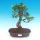 Pokojová bonsai - Ficus kimmen -  malolistý fíkus - 1/2