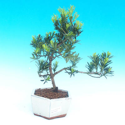 Pokojová bonsai-Podocarpus- kamenný tis PB215934 - 1