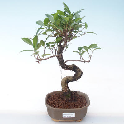 Pokojová bonsai - Ficus kimmen -  malolistý fíkus PB2191935