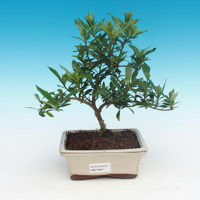 Pokojová bonsai - Gardenia jasminoides-Gardenie