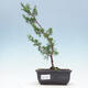 Venkovní bonsai - Juniperus chinensis Itoigawa-Jalovec čínský - 1/4