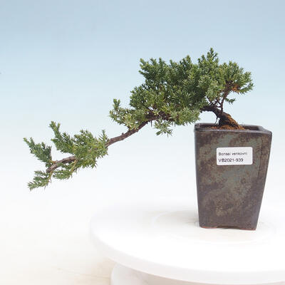 Venkovní bonsai - Juniperus prokumbens NANA -Jalovec - 1