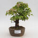 Venkovní bonsai - Javor Buergerianum - Javor Burgerův - 1/6