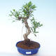 Pokojová bonsai - Ficus retusa -  malolistý fíkus PB2191913 - 1/2