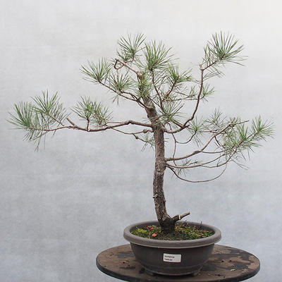 Yamadori - Pinus sylvestris - borovice lesní - 1