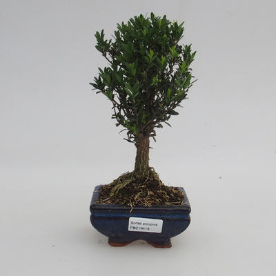 Pokojová bonsai - Buxus harlandii -korkový buxus - 1